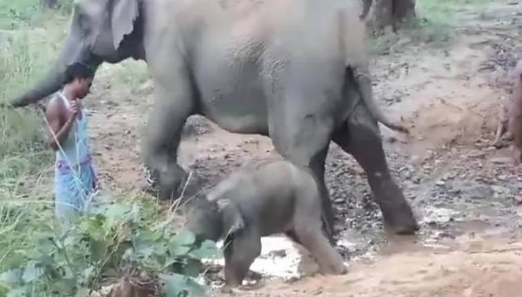 anarkali calf in kanha mp