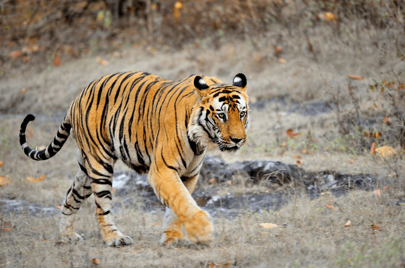 Wildlife Tour Kanha