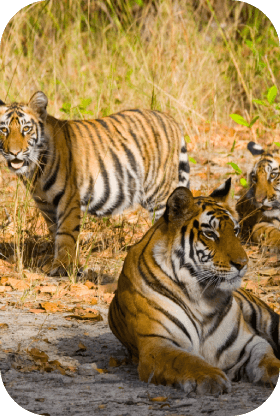 history-of-Kanha National Park