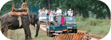 Jungle Elephant safari in kanha