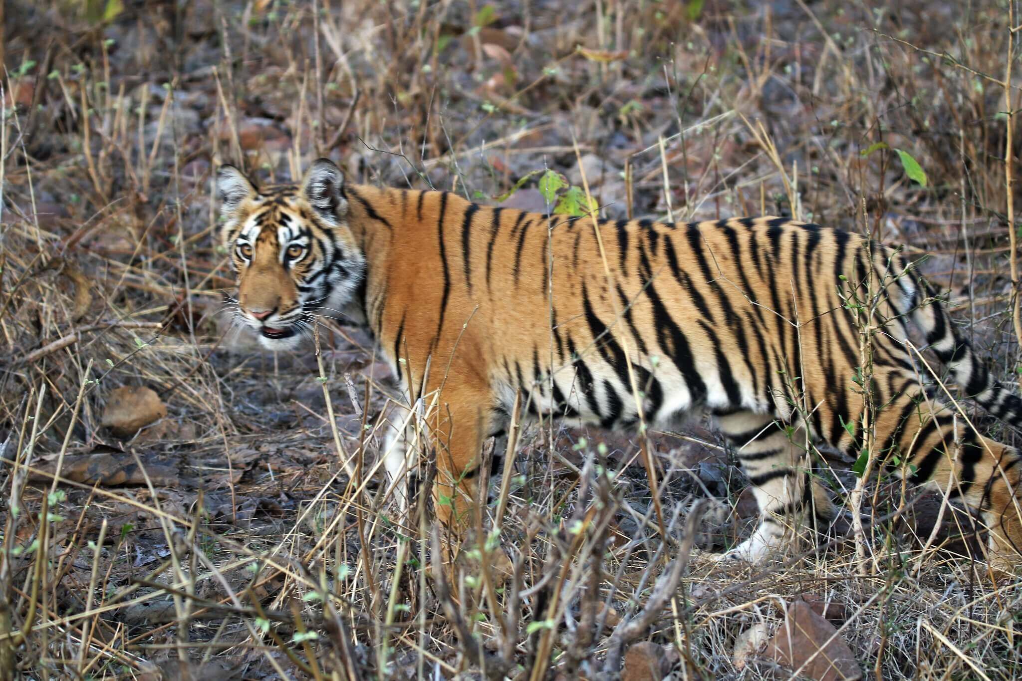 Wildlife Tour Kanha