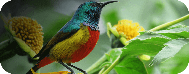 Birds watching safari in kanha