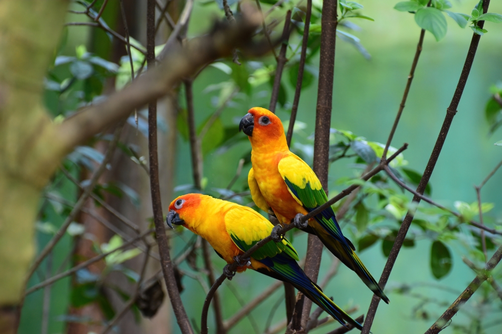 birds in kanha