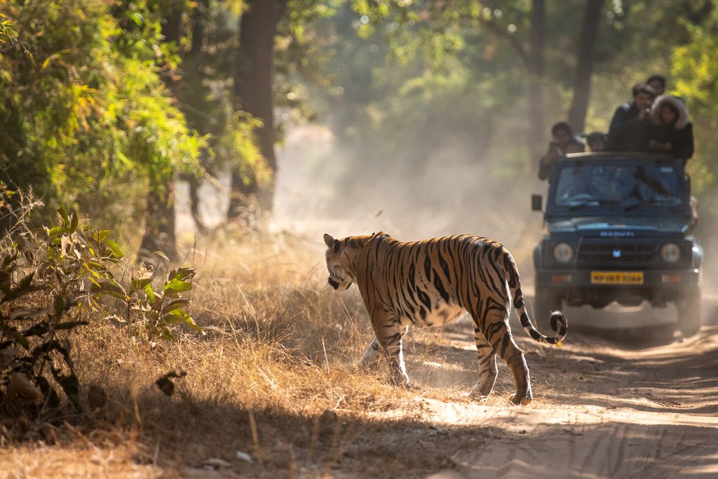 wildlife safari kanha