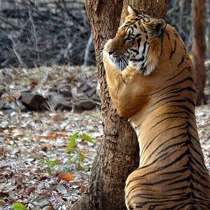 Tiger safari in kanha madhya pradesh