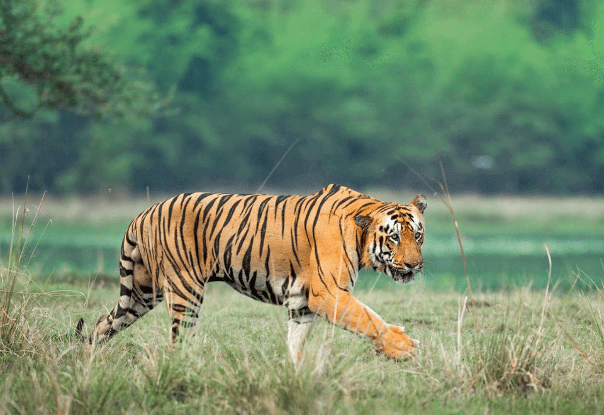 Wildlife Tour Kanha