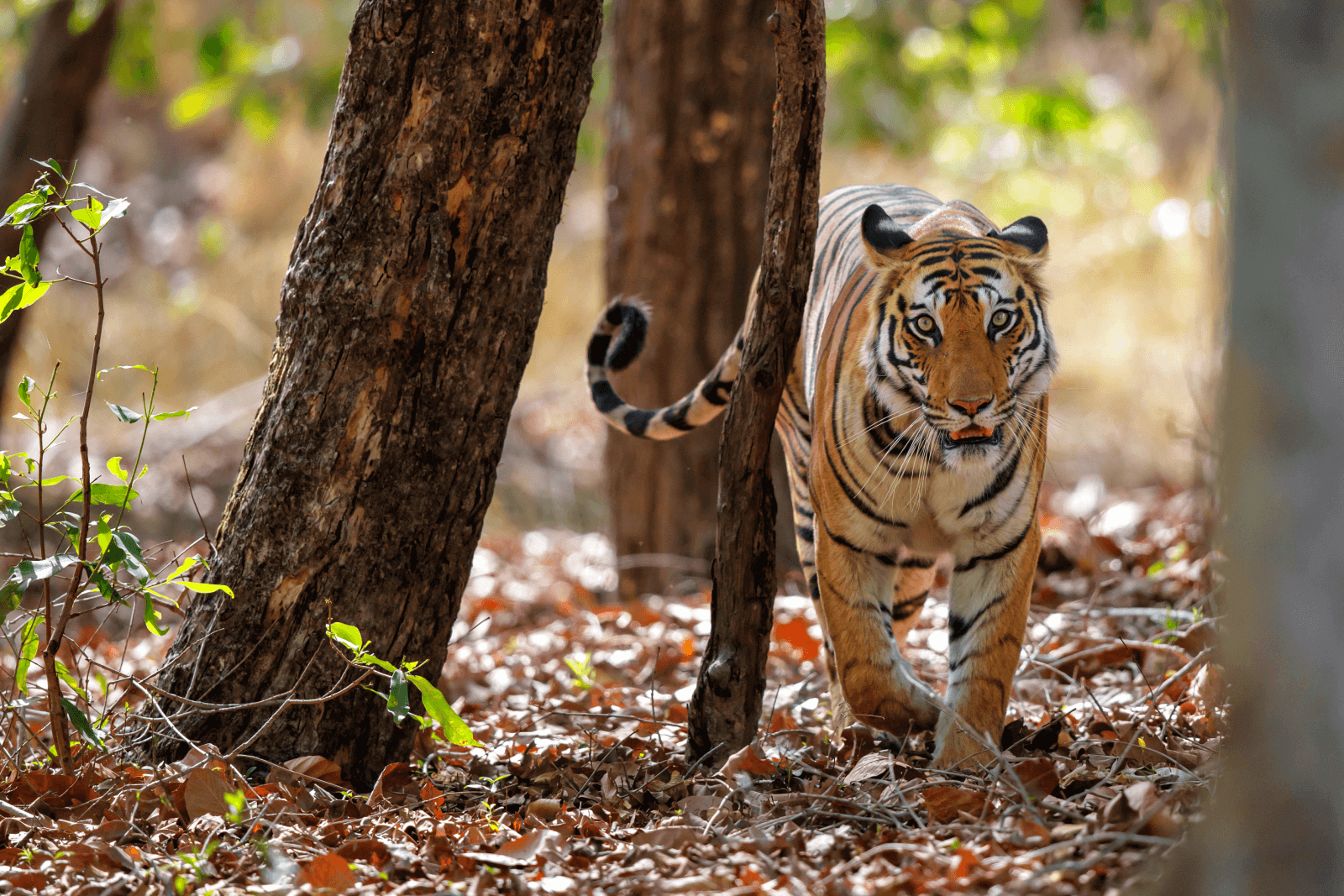 Wildlife Tour Kanha